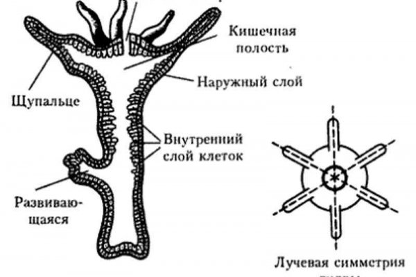 Ссылки на кракен маркетплейс